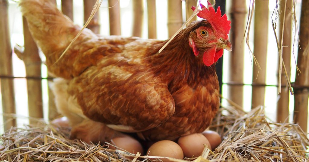 قیمت روز مرغ محلی تخمگذار - سپید طیور